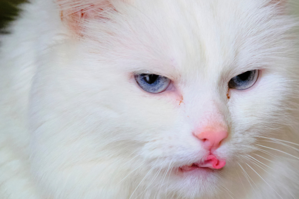 Would a cat really eat its dead owner?