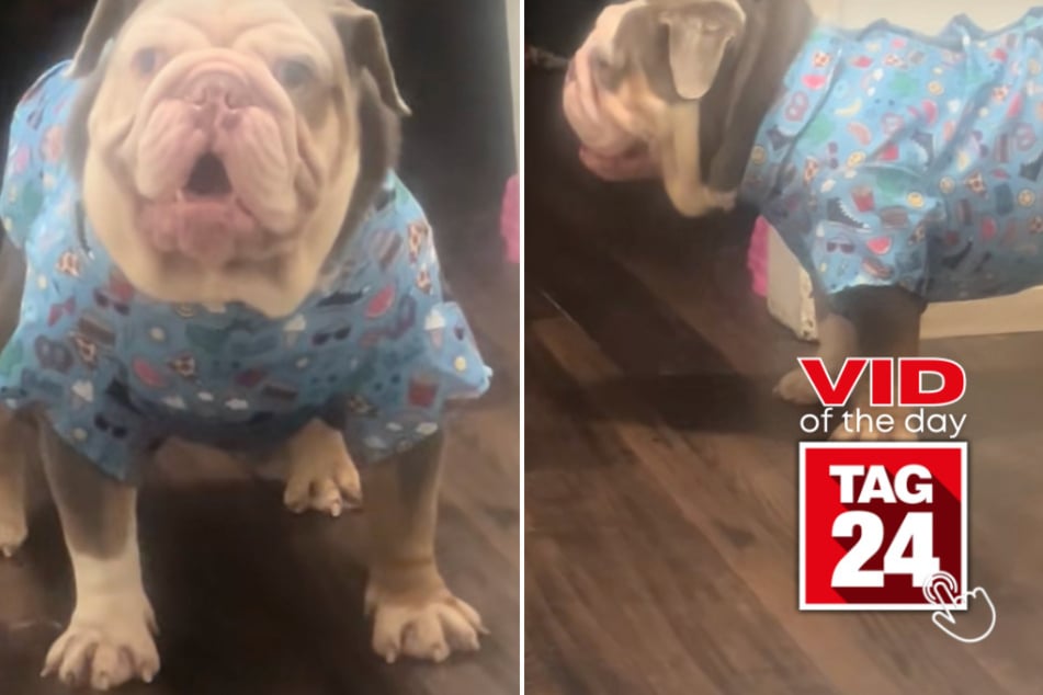 Viral Video of the Day for February 10, 2025: Sassy dog hilariously turns back to owner