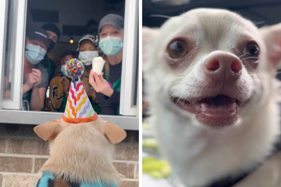 Dog gets the sweetest birthday surprise from local Starbucks workers: "I wanted to cry!"