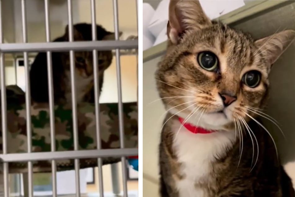 Cat gets sent to shelter and the reason breaks hearts on TikTok