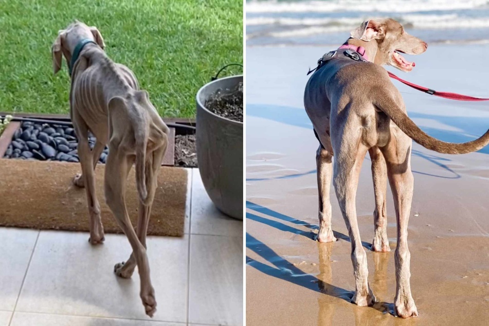 Thanks to the special food, Harlow the dog has now regained a healthy weight and is bursting with energy.