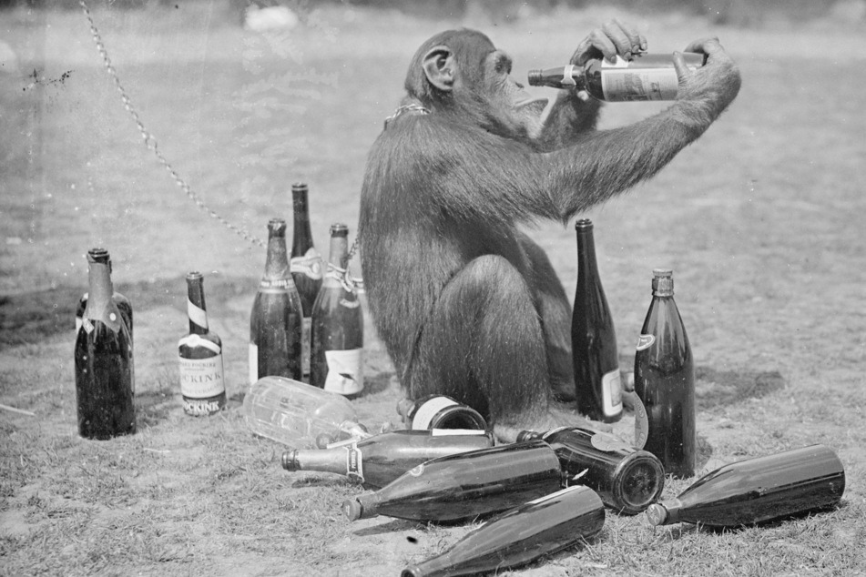 Drunken monkeys: Chimp alcohol consumption may explain human attraction to booze