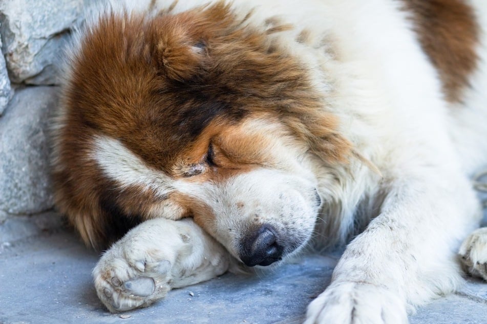 Dogs can get very sick if they eat too many bananas.