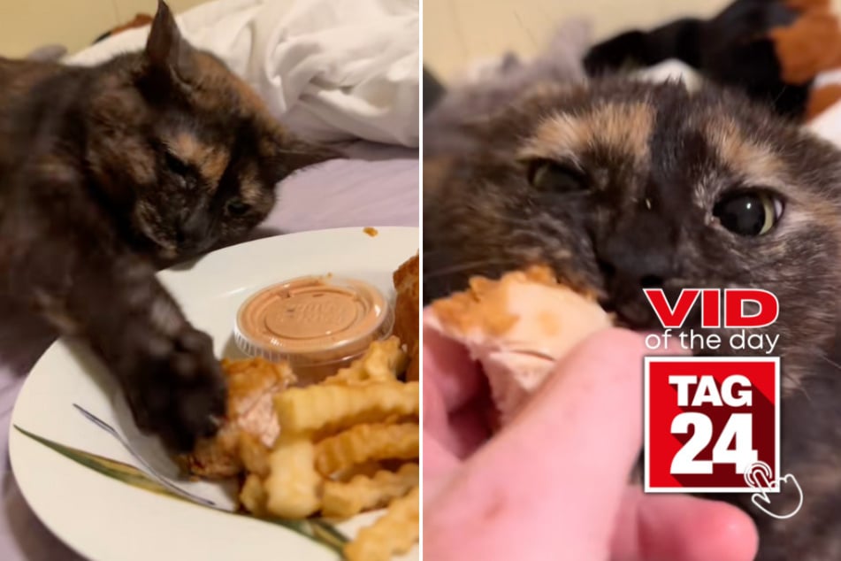 Viral Video of the Day for June 11, 2025: Ninja cat stealthily swipes chicken tender from owner!
