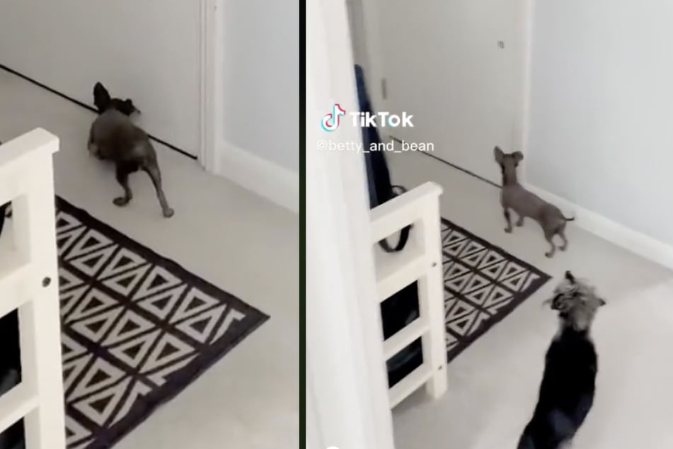 Do dogs remember their loved ones? An adorable TikTok weighs in!