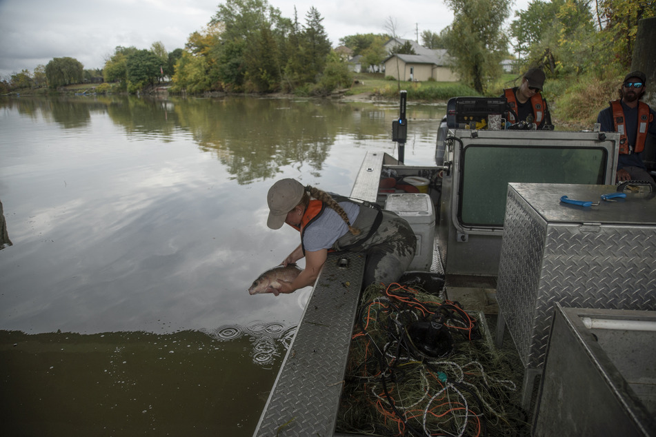Americans and Canadians team up to tackle "eating machine" carp threat