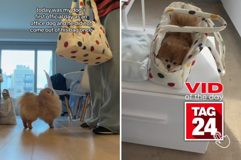 Viral Video of the Day for October 1, 2026: Pomeranian's first day as an office dog has him staying in his comfort zone