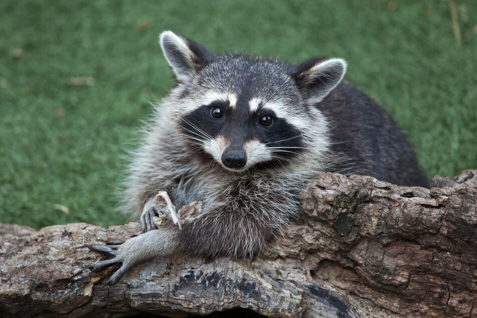 Man burns down his home while trying to drive out raccoons