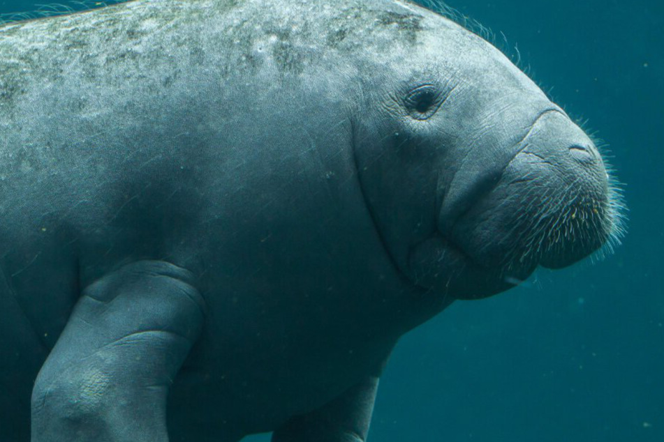 Mysterious upsurge in manatee deaths leaves animal activists scrambling for answers
