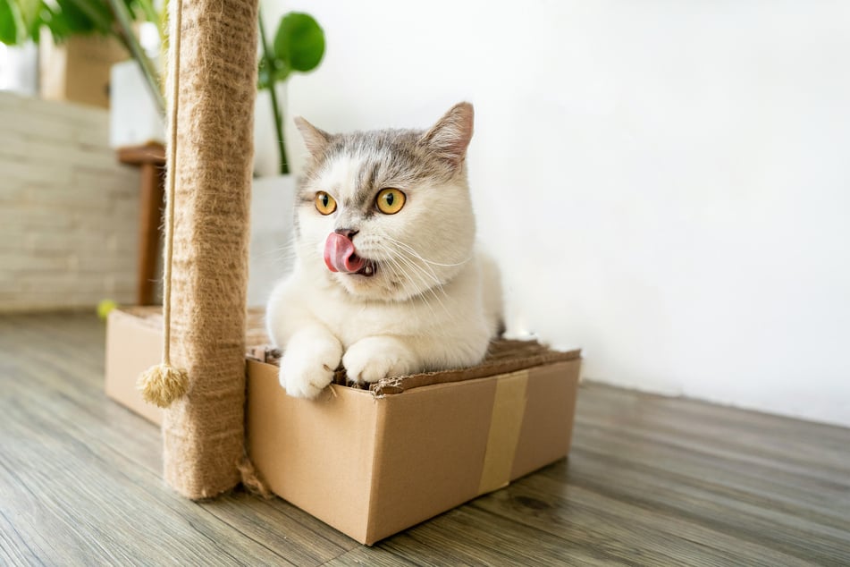 Not every munchkin cat is super tiny, but they're generally smaller than your average kitty.