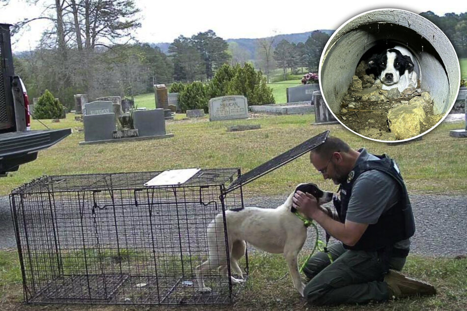 Dog abandoned in a cemetery found trapped in a pipe: "A place of peace became the scene of fear"