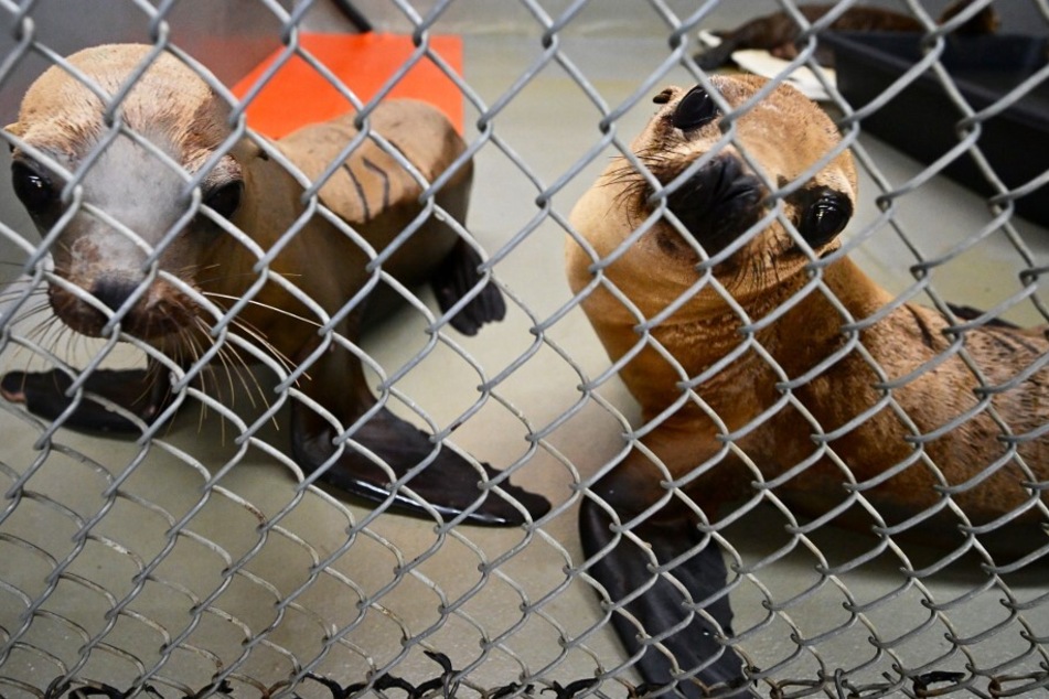 Marine animal poisonings overwhelm California volunteers