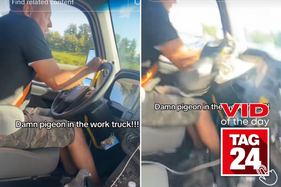 Today's Viral Video of the Day features a pair of truckers absolutely freak out after a pigeon flew inside their truck!