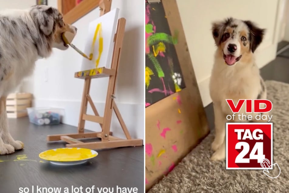 Viral Video of the Day for August 30, 2023: Puppy painter Promise is the latest internet sensation!