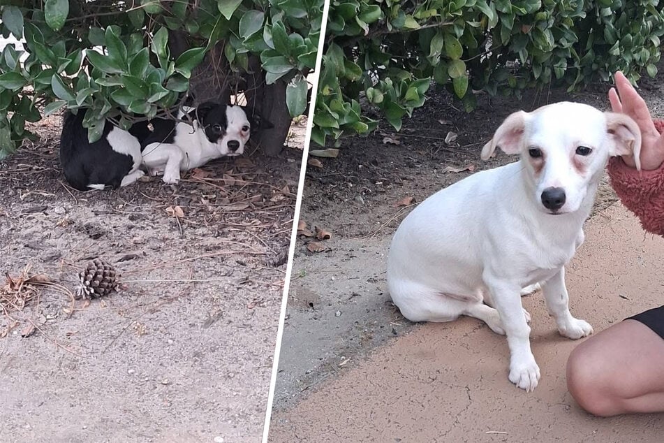 Abandoned puppies saved in heart-wrenching rescue mission