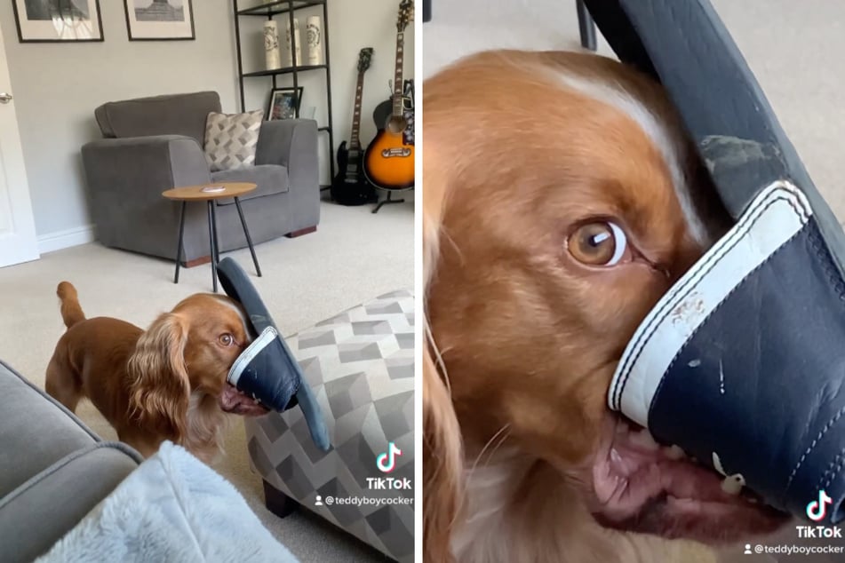 This pooch got caught in the act!
