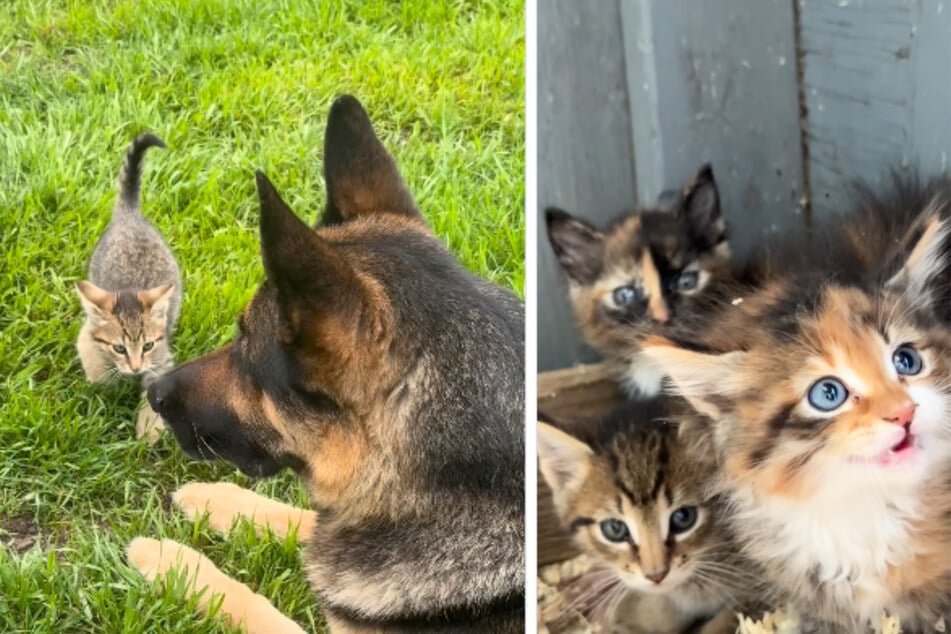 The German Shepherd is very dedicated to his kittens, as the viral Instagram reel shows.