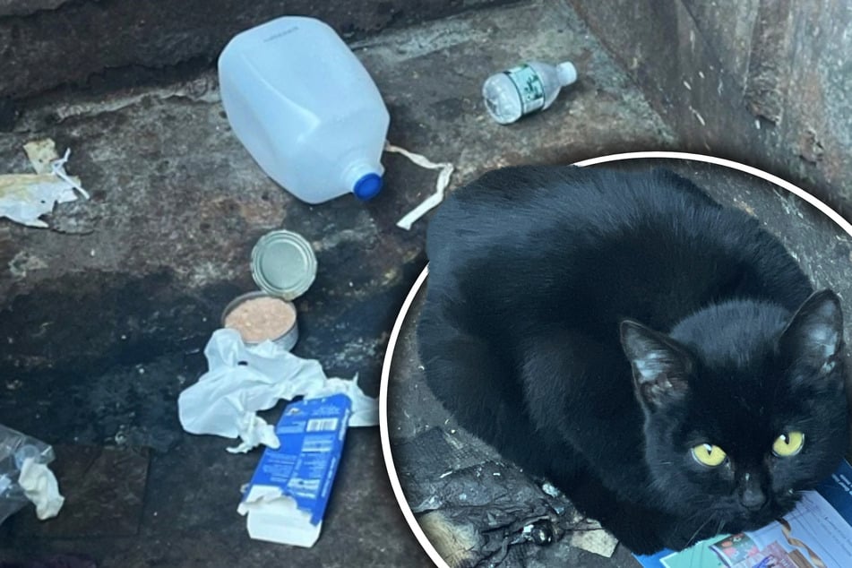 Woman finds cat abandoned in her dumpster – what she does next melts hearts!