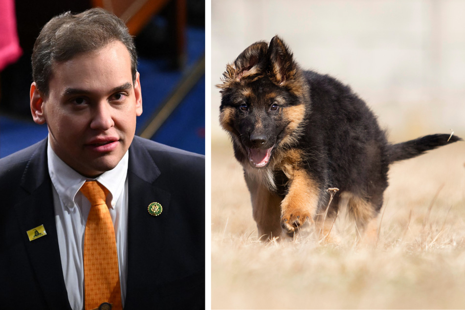 George Santos: Puppygate continues as Amish farmer gives surreal account