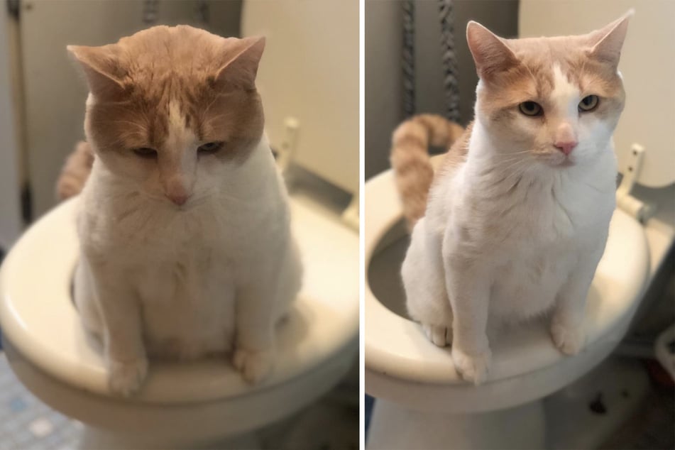 Limpy the cat learns to use the potty in this adorable viral video!