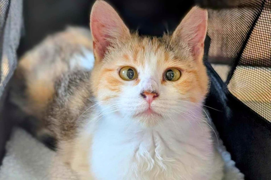 In another update, the Hill County SPCA announced that the kitten had found a forever home.