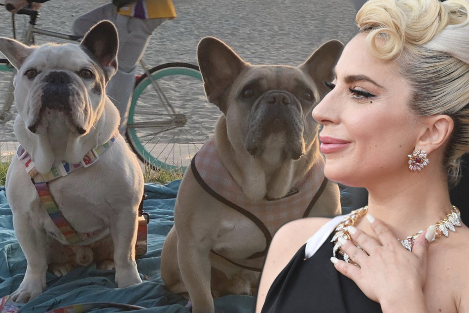 Lady Gaga dognapping case ends with sentencing of woman who attempted reward swindle