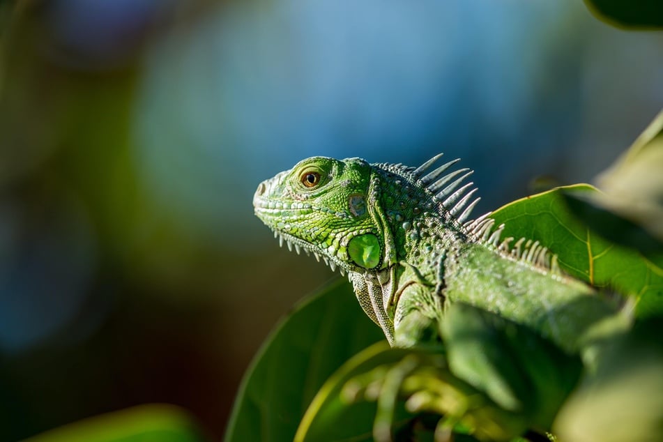 Iguana gives Florida a huge power zap