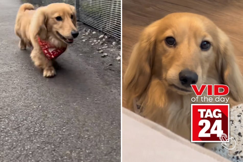 Viral Video of the Day for March 31, 2023: Doggy disposition