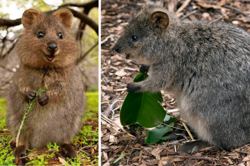 Australian mini-kangaroos slowly recover from devastating bushfires