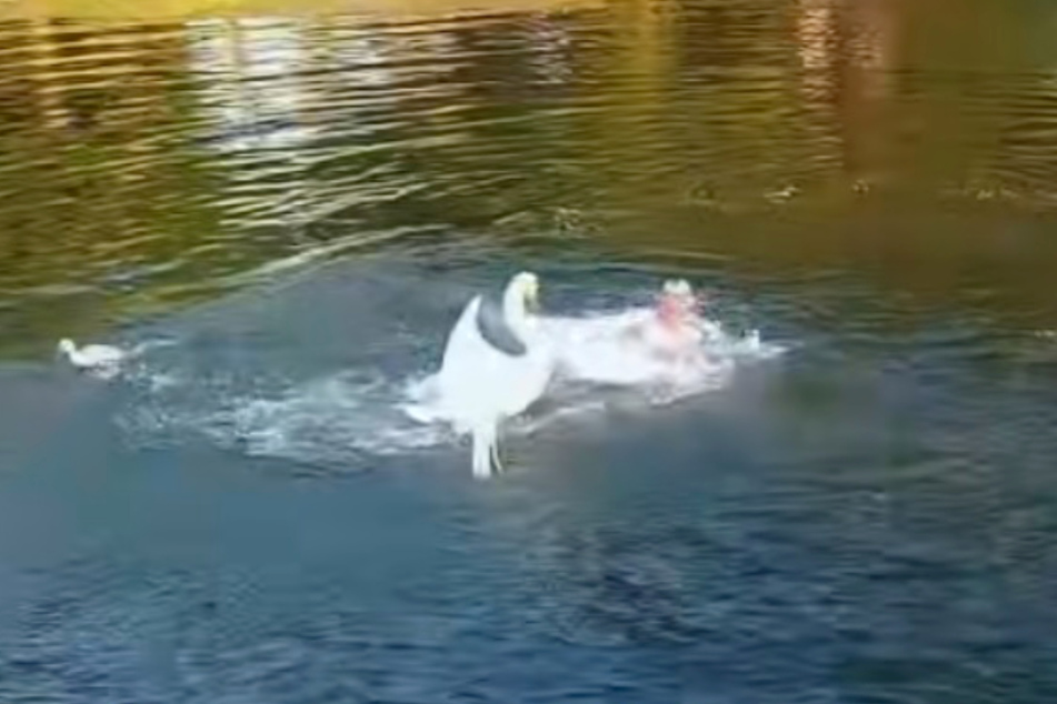 Far left in the picture – the swan's chick runs away. The man does the same shortly after!–≠≠