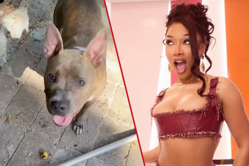 Megan Thee Stallion let her dog, Tiger, lead her around the backyard.