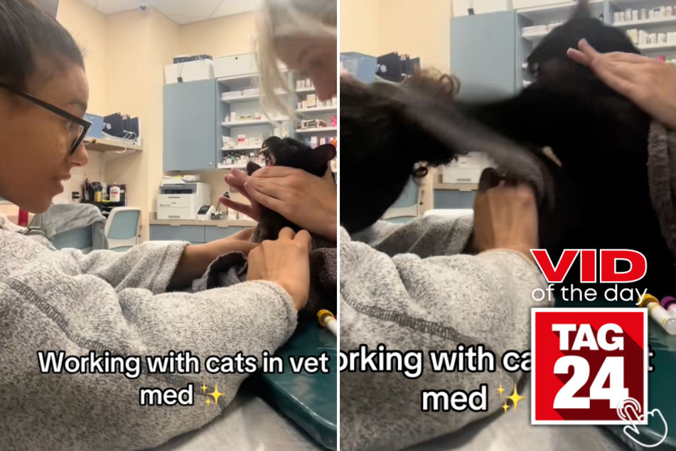 This cat went full-on attack mode when a vet med's bun got too close!