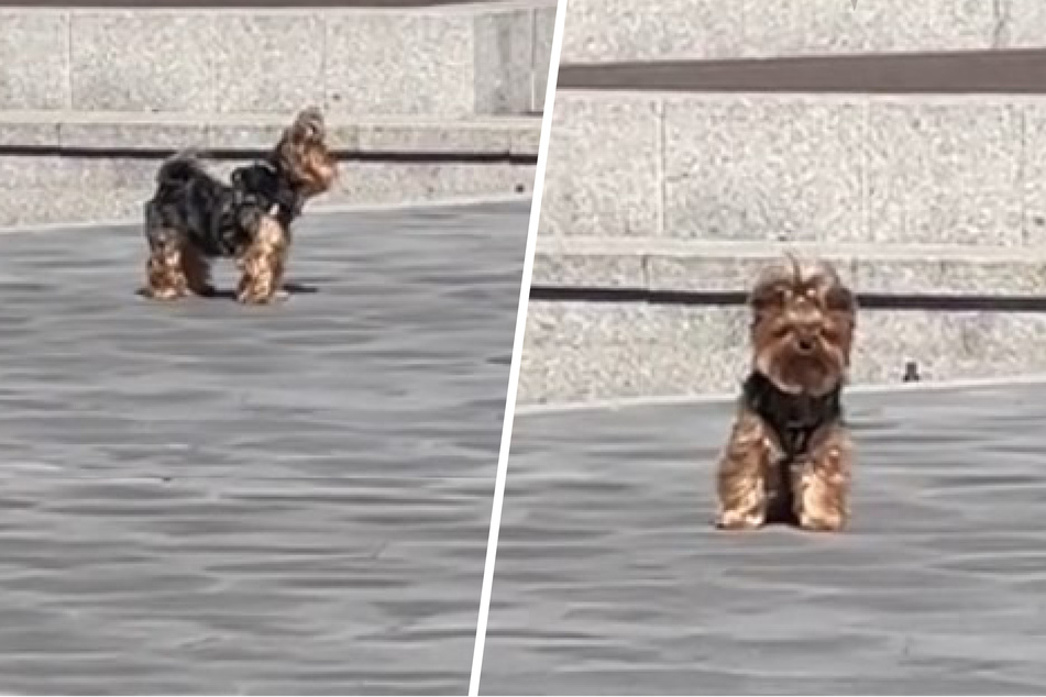 Dog has the sweetest reaction to catching sight of her "lost" owner in a crowd!