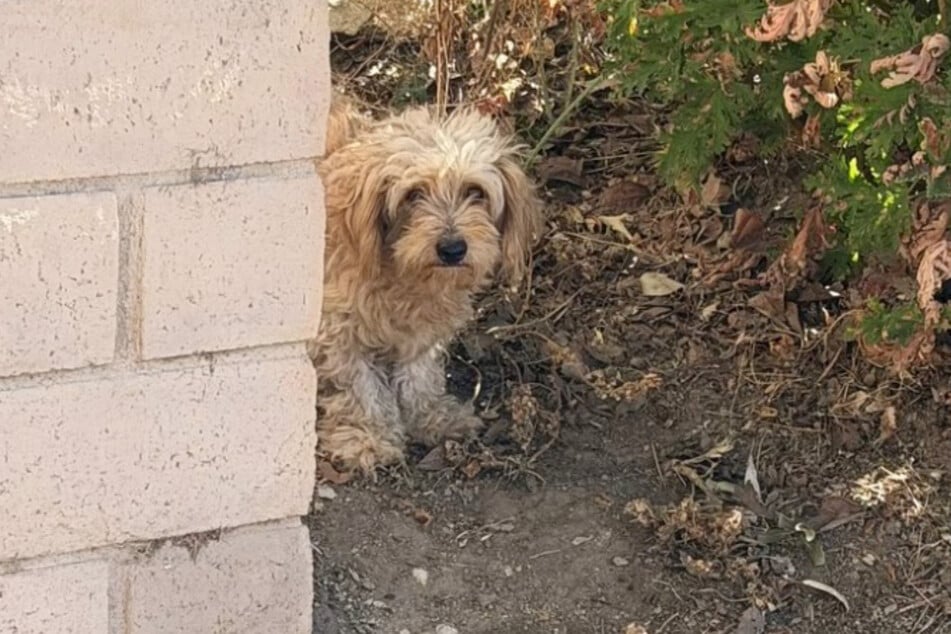 This mama dog was super scared.
