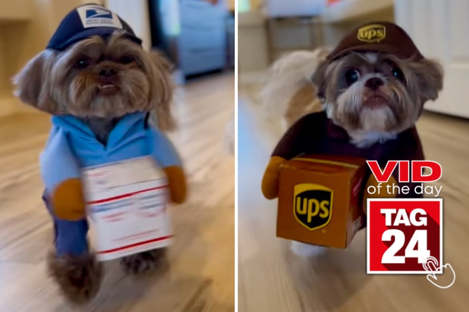Viral Video of the Day for August 3, 2023: Shih Tzu package delivery service makes internet go crazy