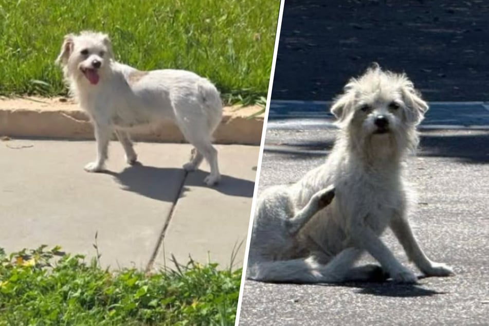 Three-week dog rescue endeavor ends in joyful tears: "This is why we do it"