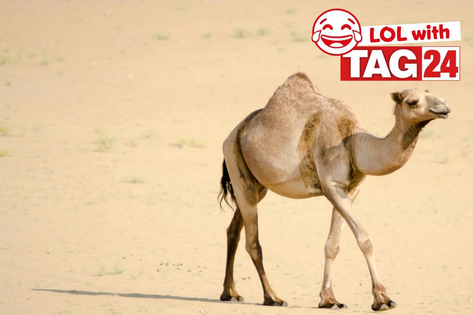 Joke of the Day for February 25, 2026: A Hump Day funny.