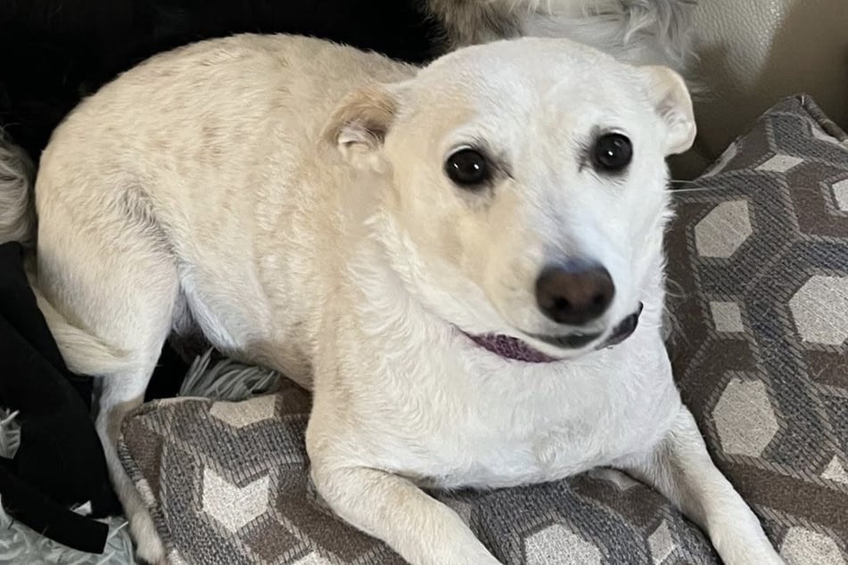 Luna, a Jack Russell Terrier, has been wandering alone in the wilderness of Yellowstone National Park for over a month.