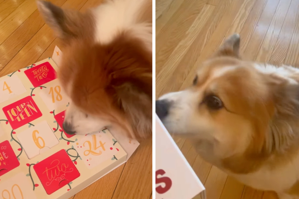 Hudson the Corgi dog can hardly wait for Christmas, as a cute video of the pup exploring his advent calendar shows!