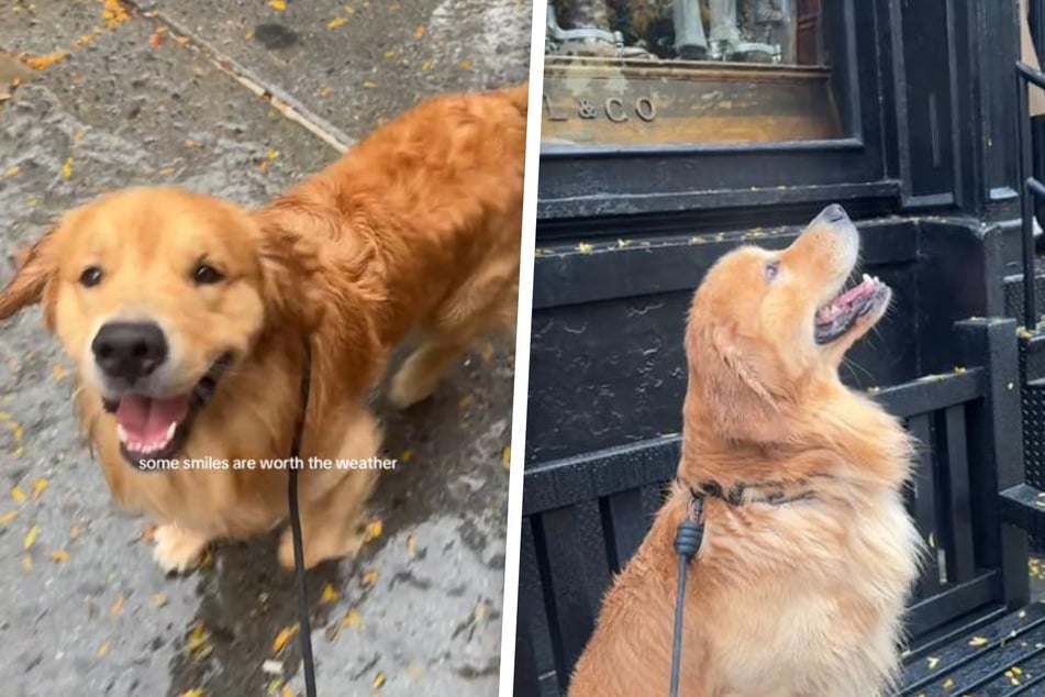 Bunker the dog loves the rainy weather in New York.