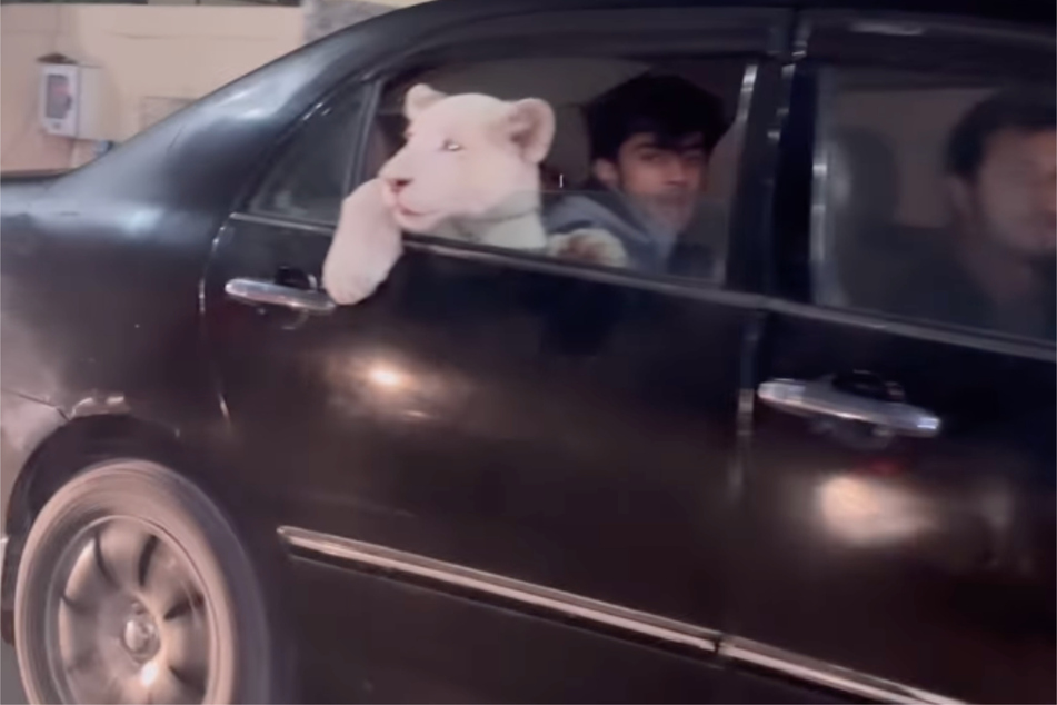 Mufasa the lion could be seen captured by a photographer hanging out a car window in Pakistan.