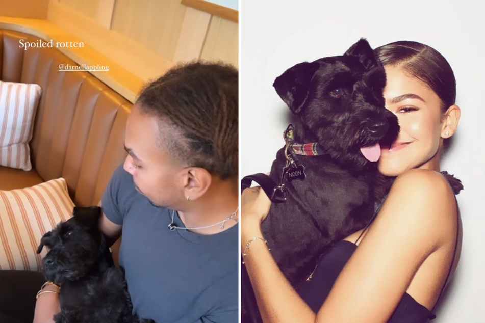 Zendaya shares hilarious clip of her "spoiled rotten" dog Noon