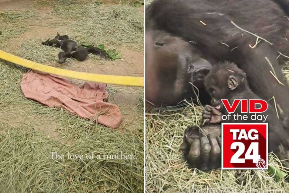 Viral Video of the Day for October 11, 2024: Mama gorilla adorably comforts baby that took a little tumble!
