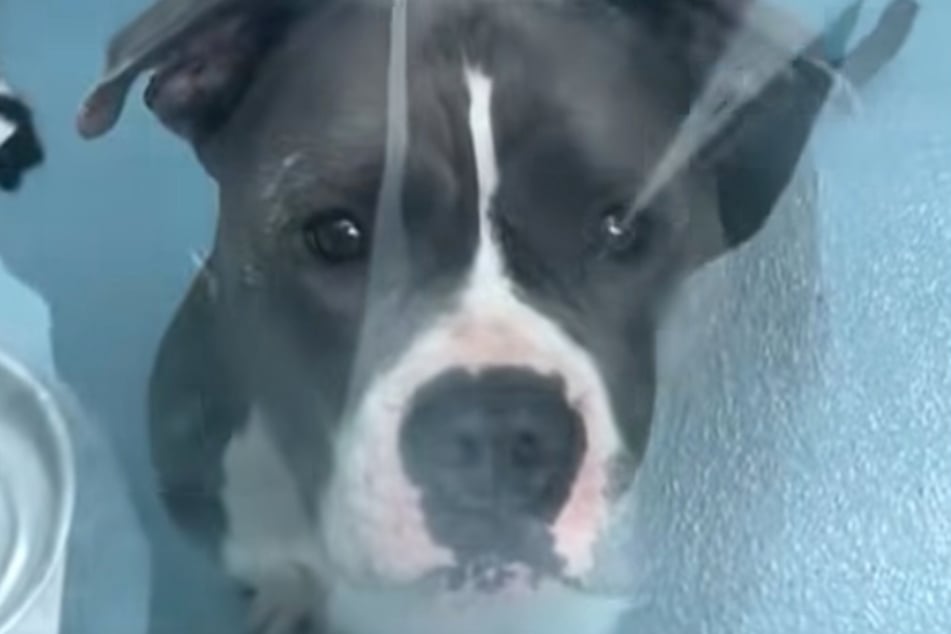 This dog looks sadder in the video, but is actually pretty cheerful!