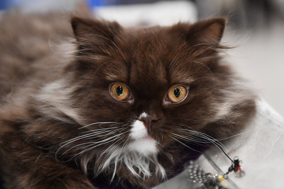 The British longhair is not as popular as the British shorthair, but just as cute.