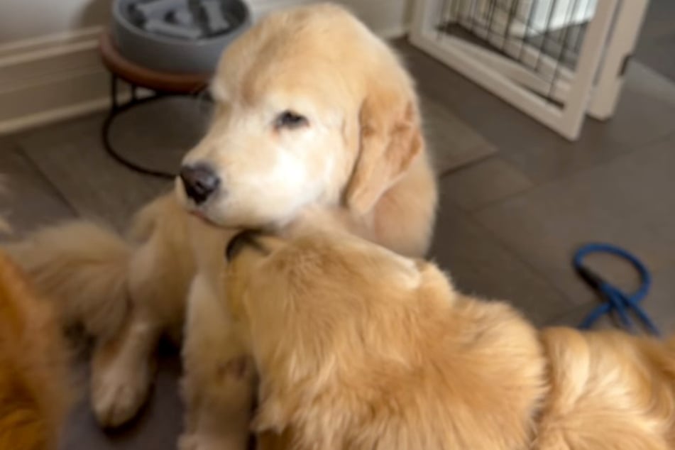 Sometimes even therapy dogs need their own therapy dogs, it seems!