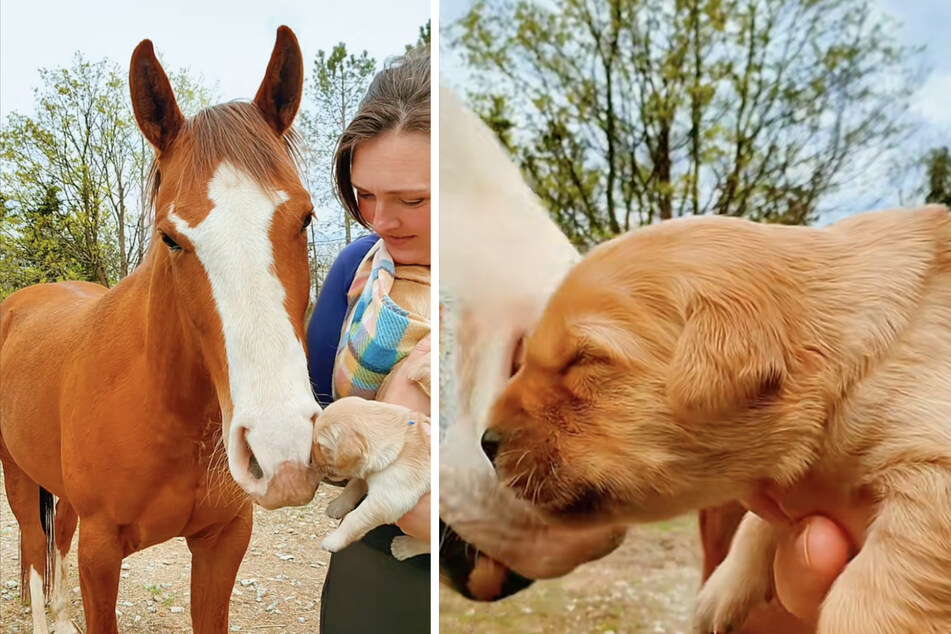 The puppies met horses for the first time in order to develop their sense of smell in the best possible way.