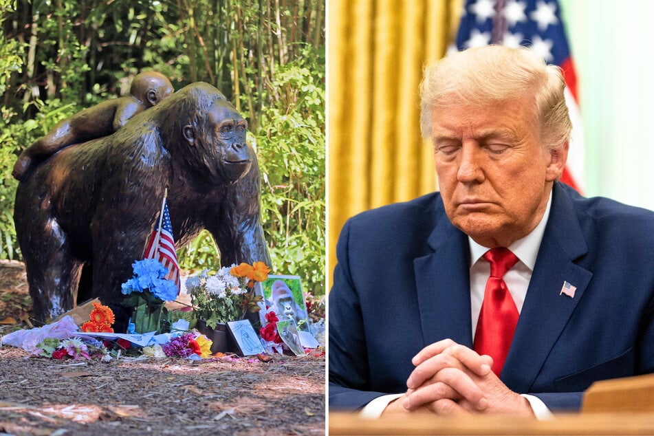Trump White House shares bizarre tribute to Harambe the gorilla: "A true patriot"