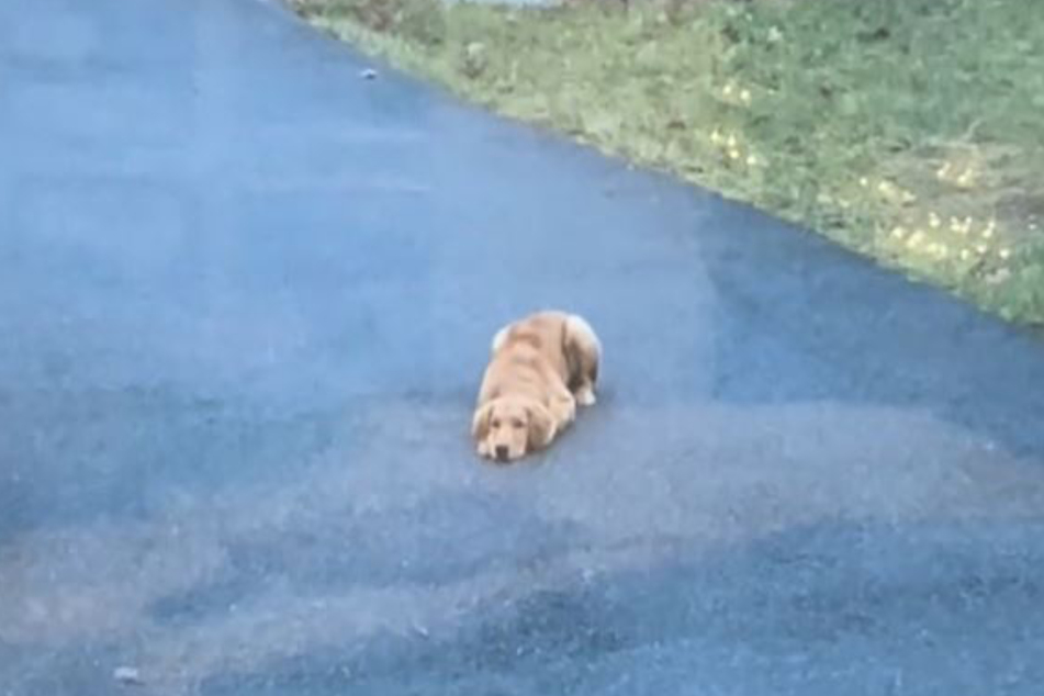 This dog thinks her owner's can't see her when she crouches down.