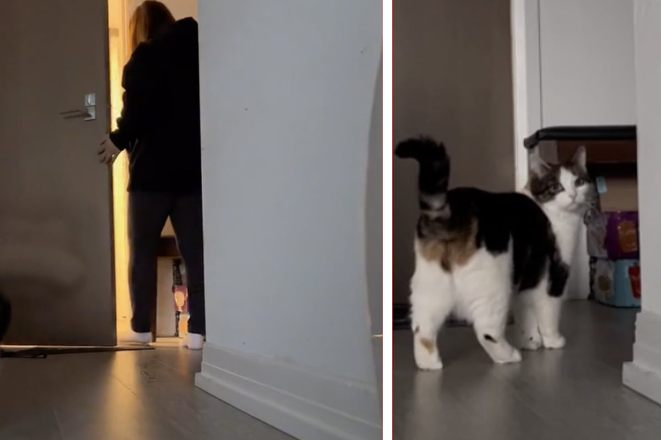 Elie appeared upset as her owner left her home alone in a heart-wrenching viral video.